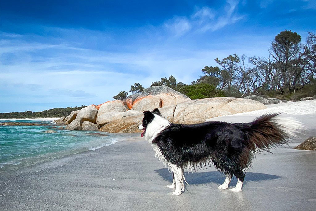 tasmania dog travel