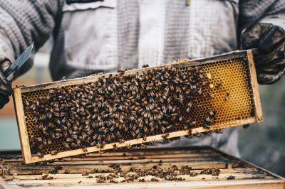 Wild Hives Honey Swansea